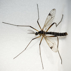 Dictenidia bimaculata