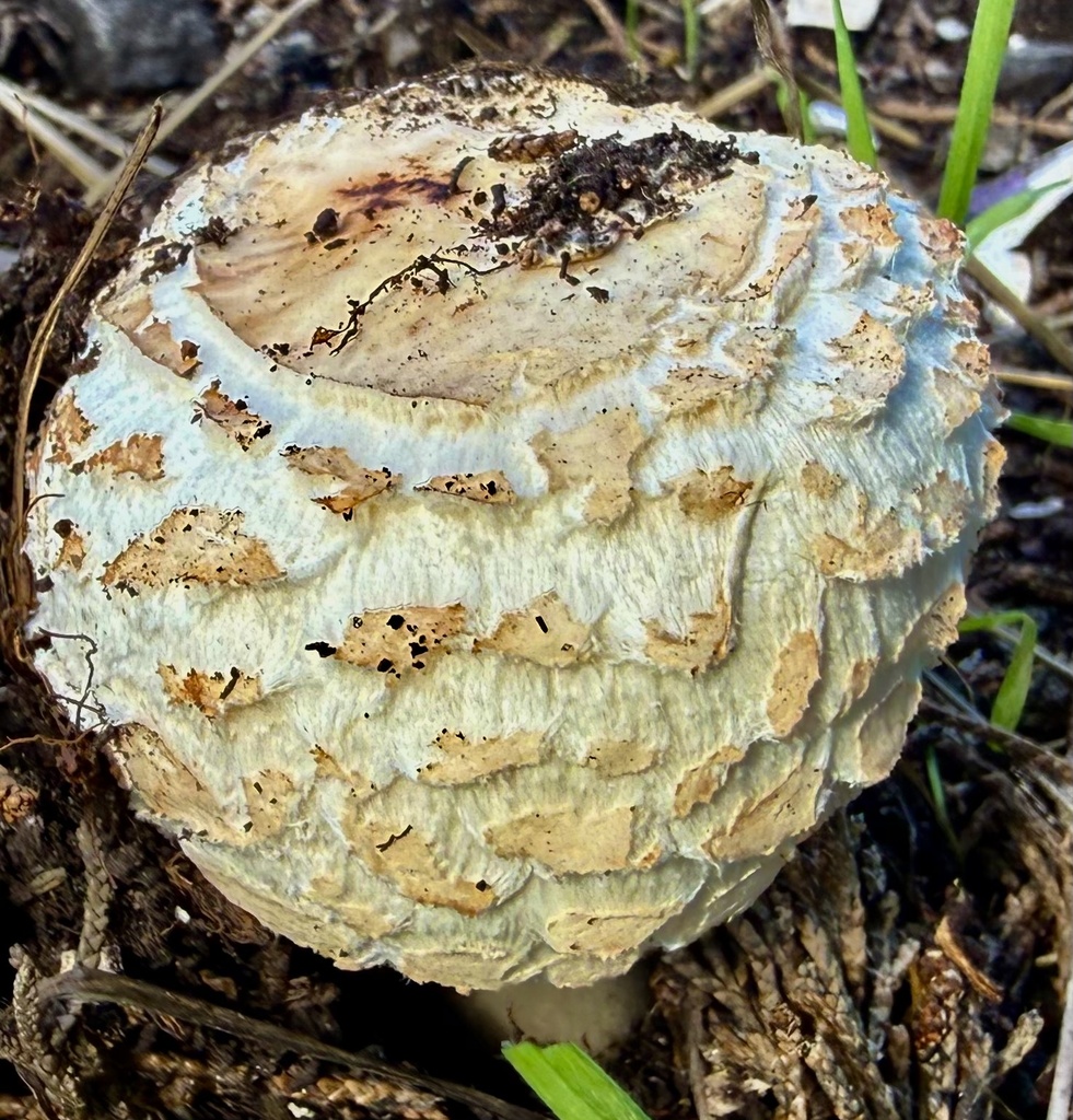 Chlorophyllum brunneum · January 2026 · photo: © hllrnnr (iNaturalist, cc0)