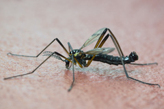 Dictenidia bimaculata