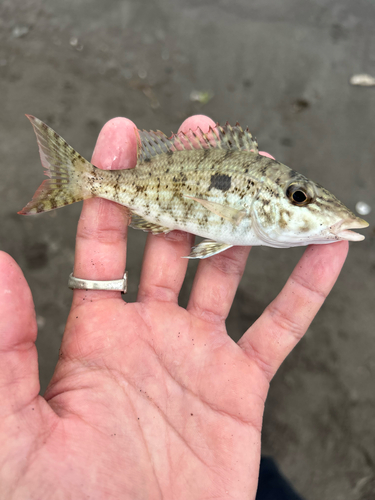 Lethrinus microdon observed 2026-01-28
