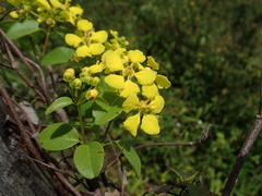 Stigmaphyllon emarginatum