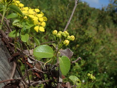 Stigmaphyllon emarginatum