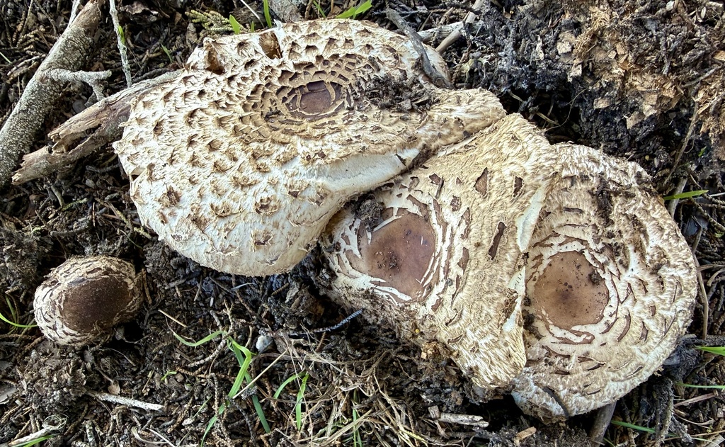 Chlorophyllum brunneum · January 2026 · photo: © hllrnnr (iNaturalist, cc0)