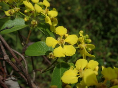 Stigmaphyllon emarginatum