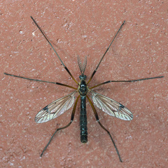 Dictenidia bimaculata