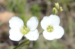 Heliophila glauca