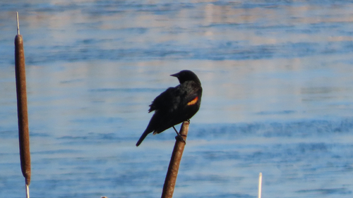 Red-winged Blackbird