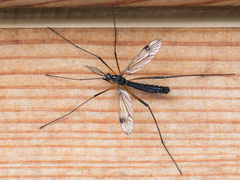 Dictenidia bimaculata