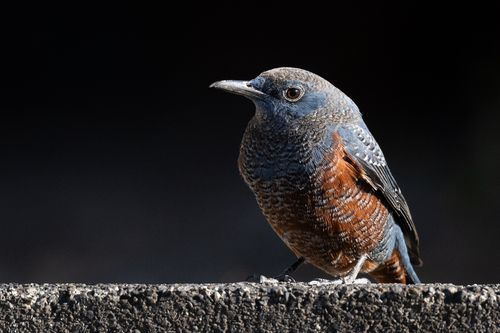Blue Rock Thrush (Monticola solitarius), photo 8