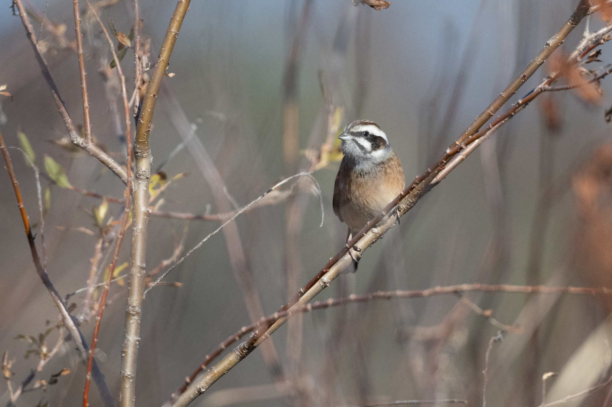 Meadow Bunting (Emberiza cioides), photo 10