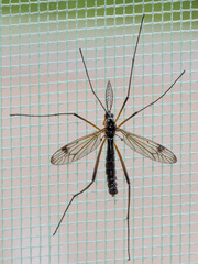 Dictenidia bimaculata