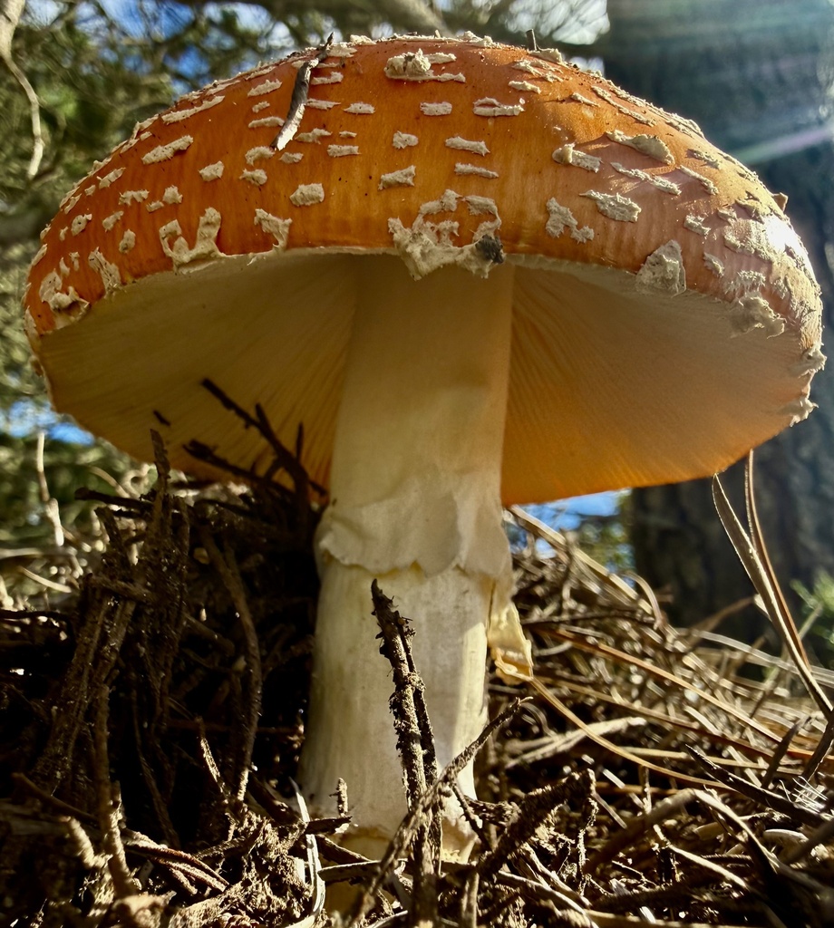 Amanita muscaria flavivolvata · January 2026 · photo: © hllrnnr (iNaturalist, cc0)