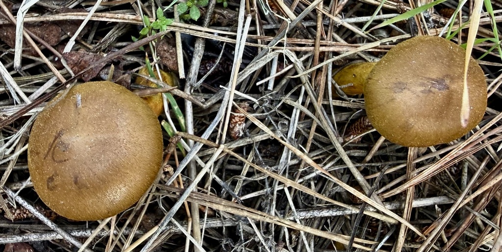 Cortinarius croceus · January 2026 · photo: © hllrnnr (iNaturalist, cc0)