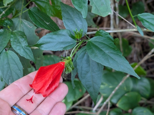 Malvaviscus penduliflorus observed 2026-01-27