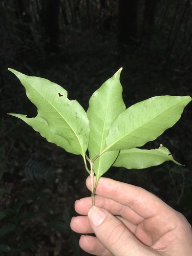 Osmanthus insularis iNat (3)