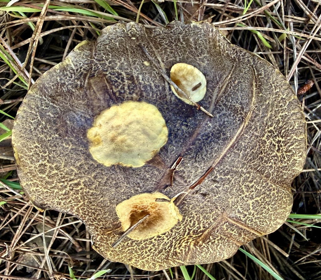Suillus fuscotomentosus · January 2026 · photo: © hllrnnr (iNaturalist, cc0)
