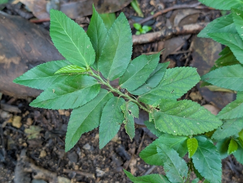 Sida planicaulis observed 2026-01-27