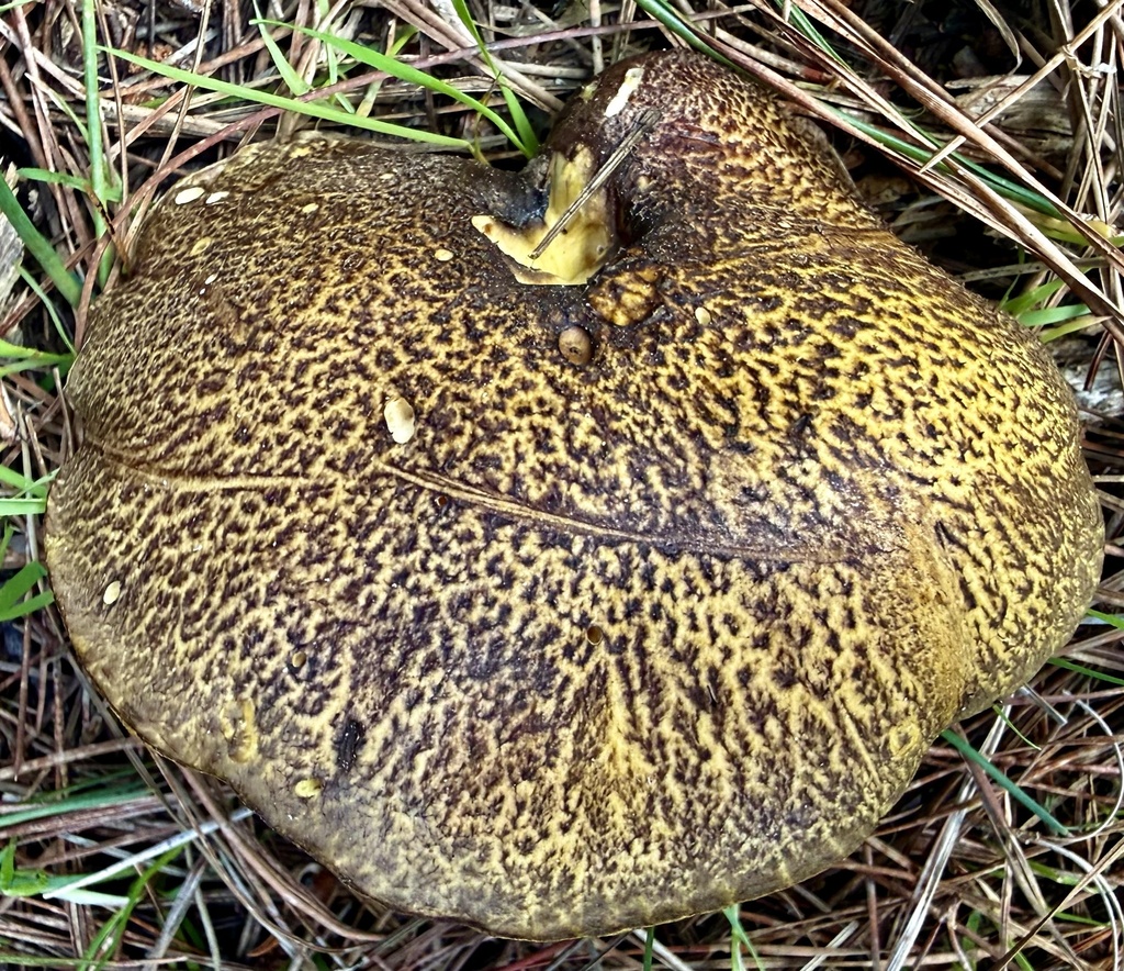 Suillus fuscotomentosus · January 2026 · photo: © hllrnnr (iNaturalist, cc0)