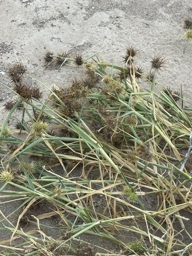 Palmer sandbur (Cenchrus palmeri)