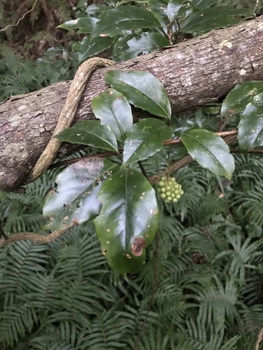 Kadsura japonica, photograph 2