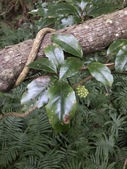 Kadsura japonica, photograph author not stated, no rights reserved