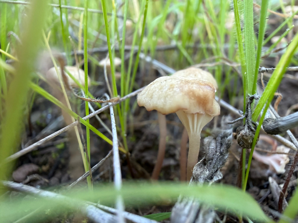 Contumyces rosellus · January 2026 · photo: © thesafarihiker (iNaturalist, cc0)