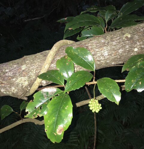 kadsura vine (Kadsura japonica)