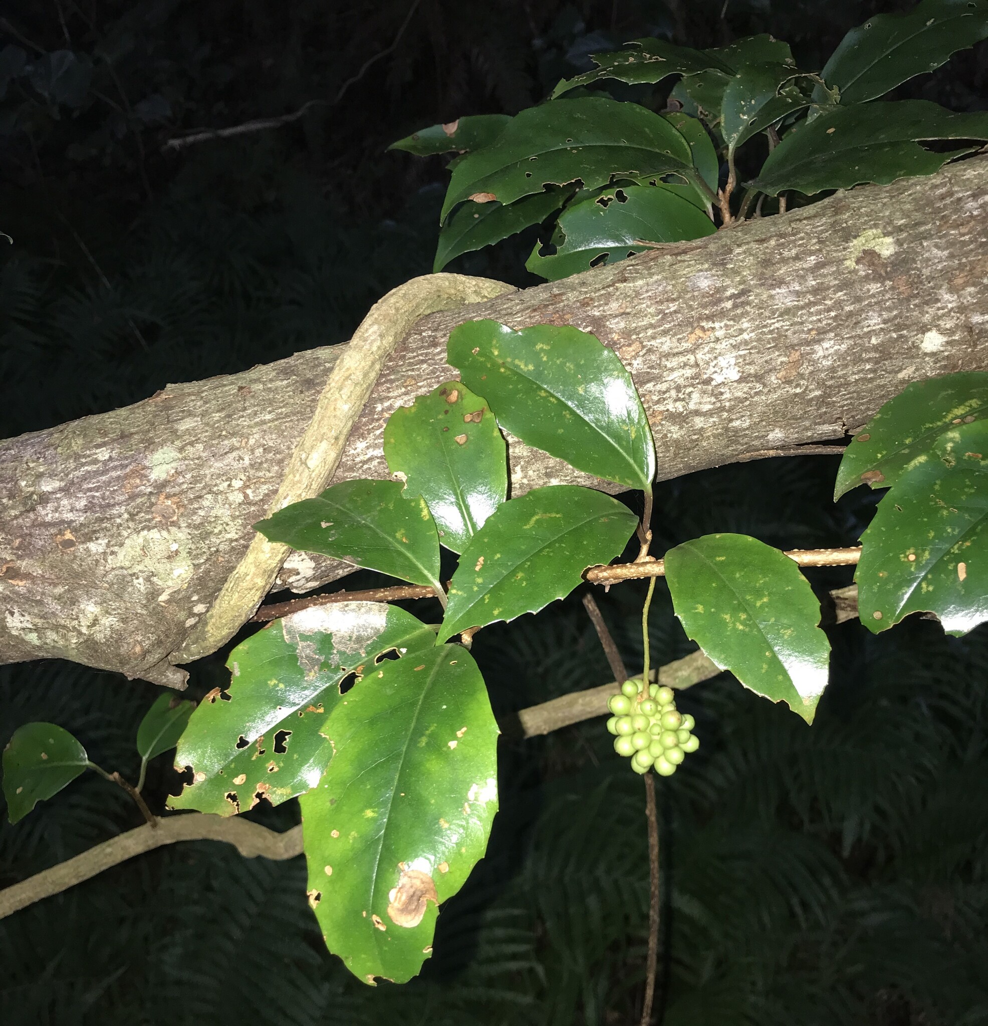 False Schisandra (Kadsura japonica)