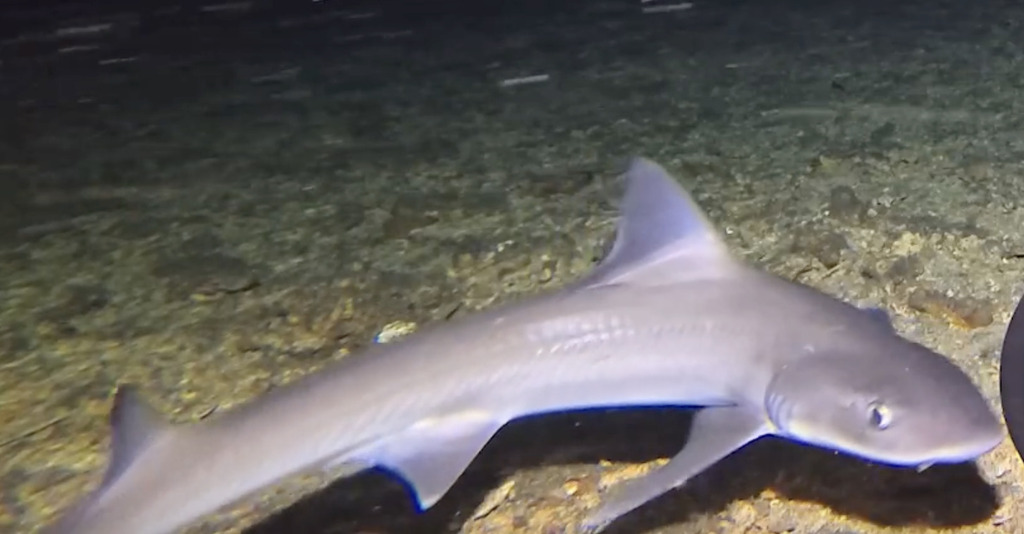 Western Spotted Gummy Shark