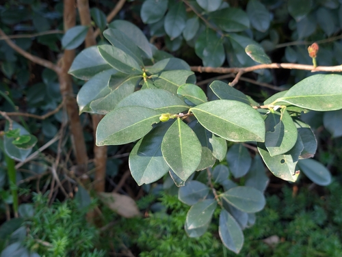 Psidium cattleianum