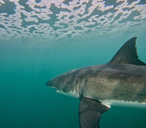 Great white shark