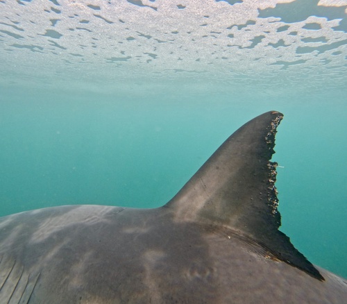 Great white shark