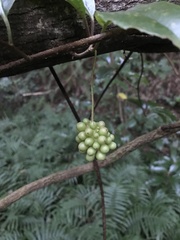 Kadsura japonica, photograph author not stated, no rights reserved
