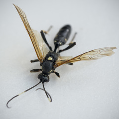 Patrocloides dubitatorius