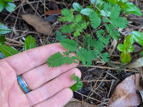 Desmanthus pernambucanus (Desmanthus pernambucanus)