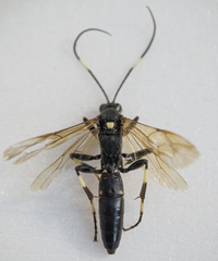 Patrocloides dubitatorius