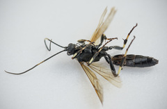 Patrocloides dubitatorius