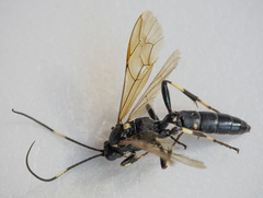 Patrocloides dubitatorius