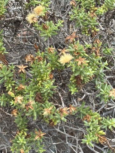 Gulf Coast Bajacalia (Bajacalia crassifolia)