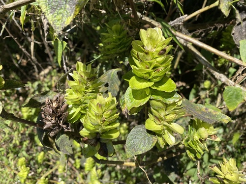 Strobilanthes calycina observed 2026-01-28