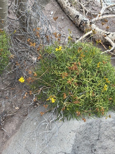 Baja California Coreocarpus (Coreocarpus dissectus)