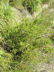 Aspalathus opaca opaca