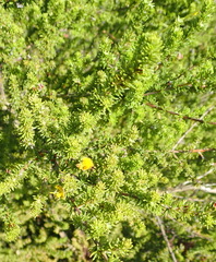 Aspalathus opaca opaca