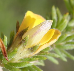 Aspalathus opaca opaca