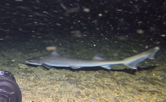 Western Spotted Gummy Shark photo 2