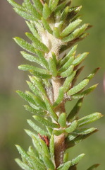 Aspalathus opaca opaca