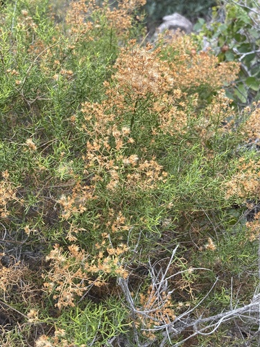 Sonoran Goldenbush (Xylothamia diffusa)