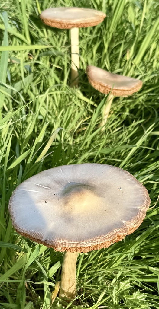 Volvopluteus gloiocephalus · January 2026 · photo: © hllrnnr (iNaturalist, cc0)