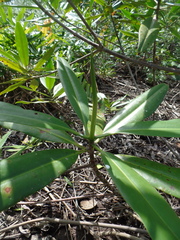 Rhizophora × harrisonii