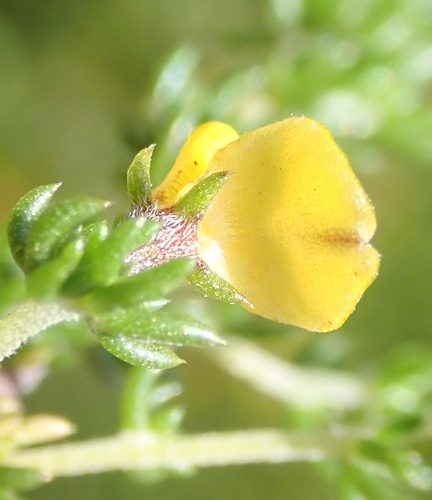 Image of Aspalathus rubens by (c) Nicola van Berkel, some rights reserved (CC BY-SA)